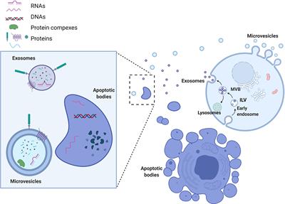 Glioma-Derived Extracellular Vesicles – Far More Than Local Mediators